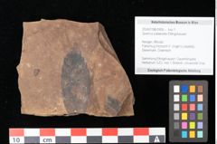 Foto (Objekt + Etikett) von Quercus palaeoilex Ettingshausen (NHMW-GEO-2024-0188-0906)